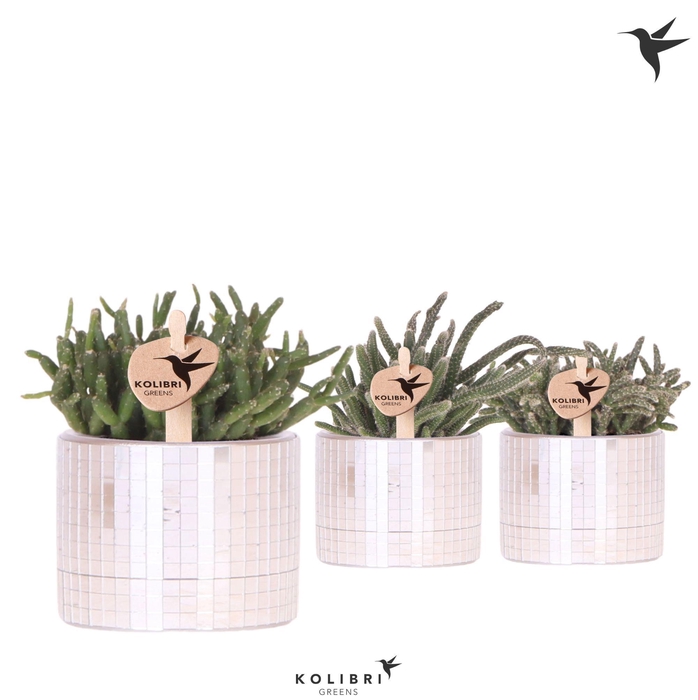 <h4>Kolibri Greens Rhipsalis mix in Disco pot</h4>