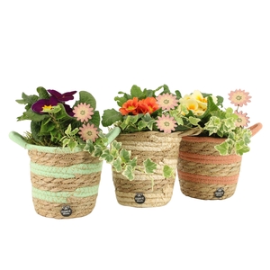 11653: Outdoor spring arrangement