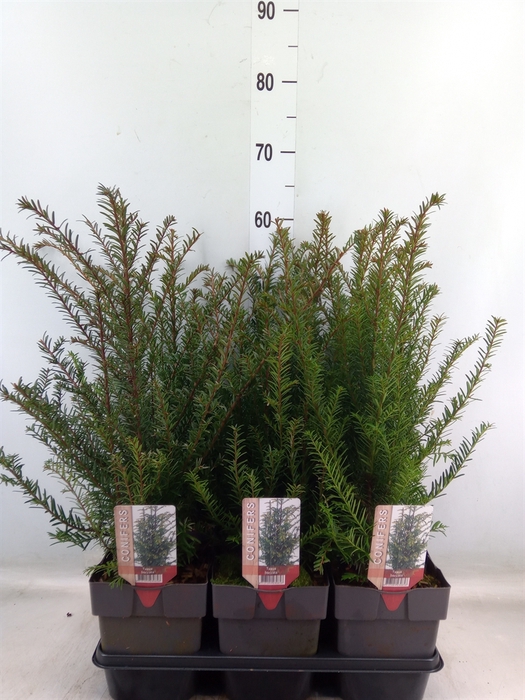 <h4>Taxus baccata</h4>