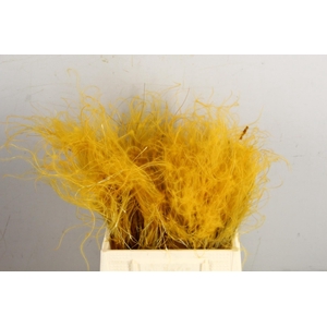 DF Stypha 40cm Bs Apricot