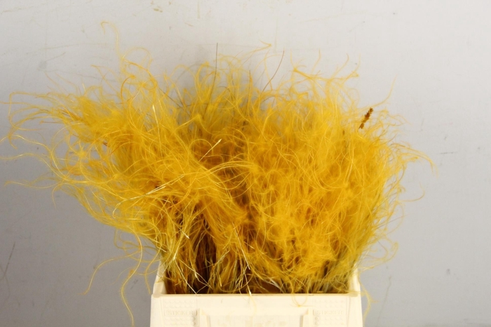 <h4>DF Stypha 40cm Bs Apricot</h4>