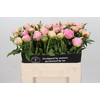 Paeonia Pink Giant