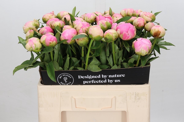 <h4>Paeonia Pink Giant</h4>