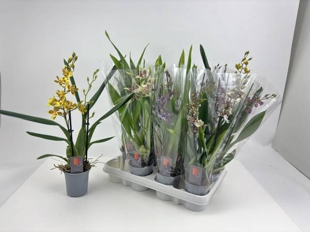 <h4>ORCHIDEEEN GEM</h4>