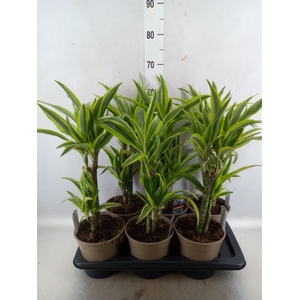 Dracaena fr de 'LemonLime'