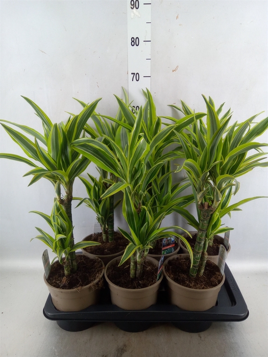 <h4>Dracaena fr de 'LemonLime'</h4>