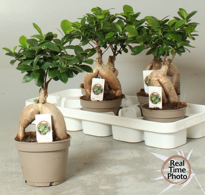 <h4>FIC MI GINSENG</h4>