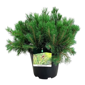 Pinus mugo pumilio