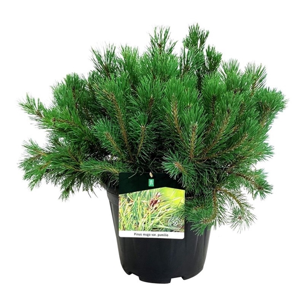 <h4>Pinus mugo pumilio</h4>