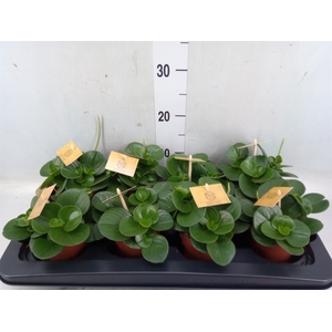 Peperomia obt. 'Obtipan'