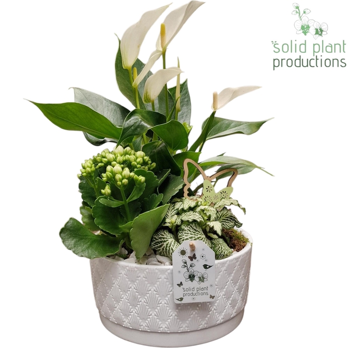 <h4>AT003 Loes White Anthurium</h4>