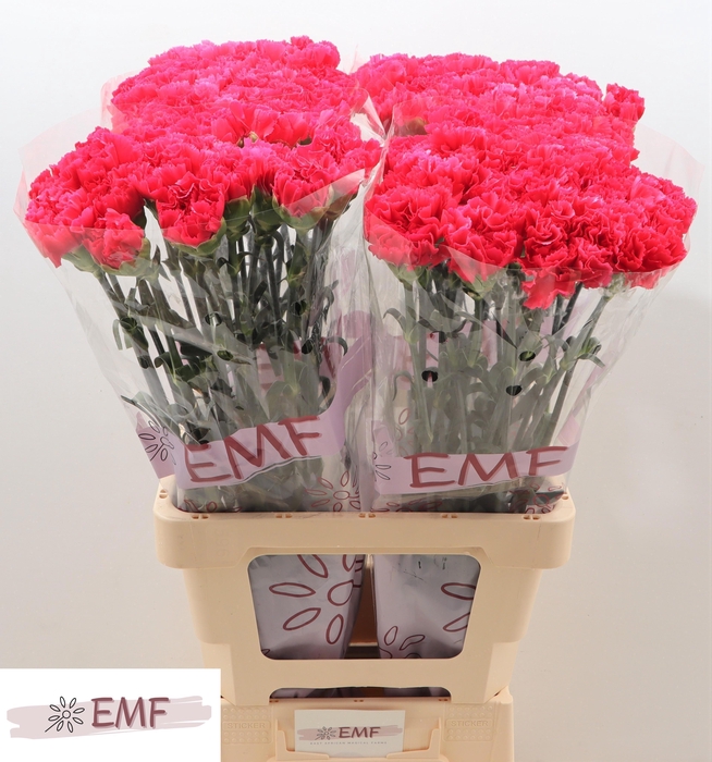 <h4>DI ST CERVANTES</h4>