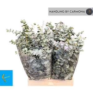 EUC CINEREA PER BOS
