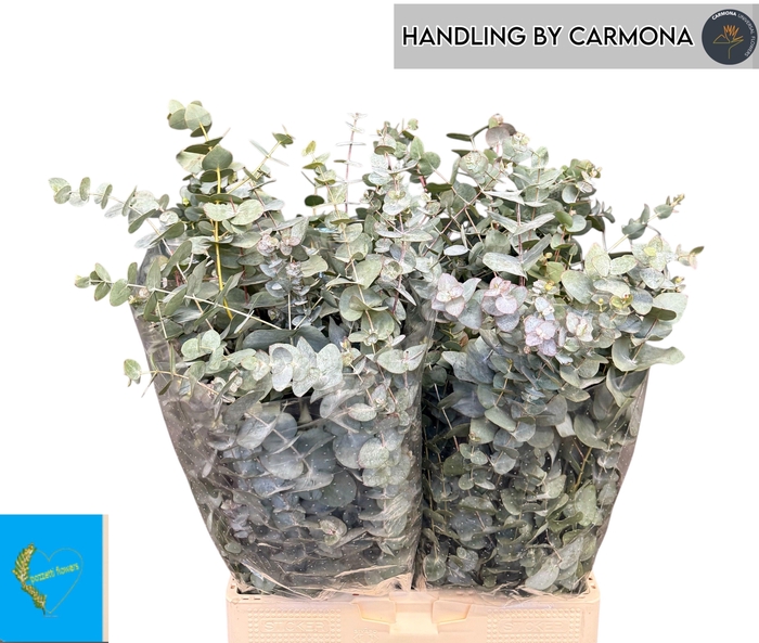 <h4>EUC CINEREA PER BOS</h4>