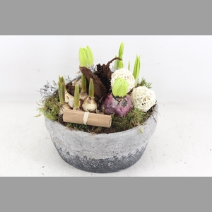 arr4 Bollenmix VL - Cement pot 250/2