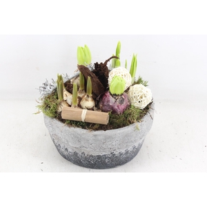 arr4 Bollenmix VL - Cement pot 250/2