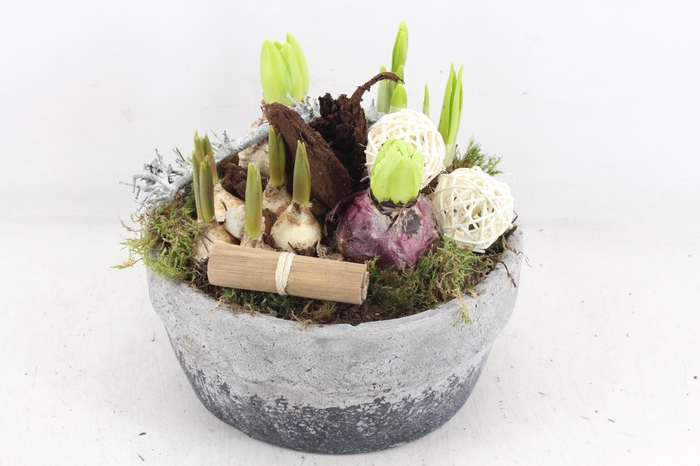 <h4>arr4 Bollenmix VL - Cement pot 250/2</h4>