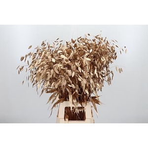 Chasmantium Antique Gold