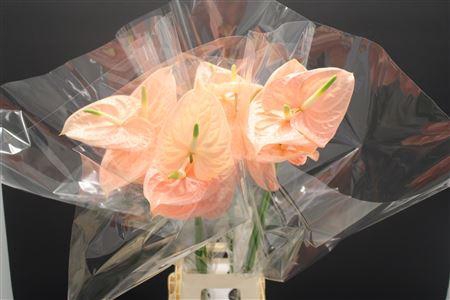 <h4>Anthurium Cheers</h4>