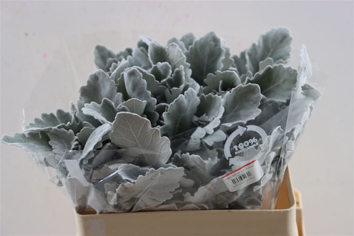 <h4>Jacobea Senecio Cin New Look</h4>