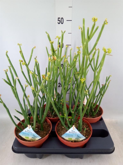 <h4>Euphorbia ...</h4>
