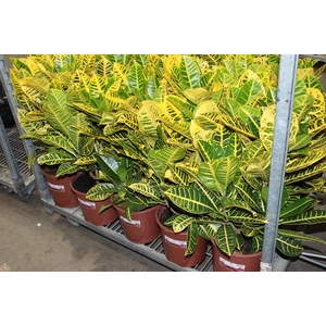 CROTON CANARINHO P24