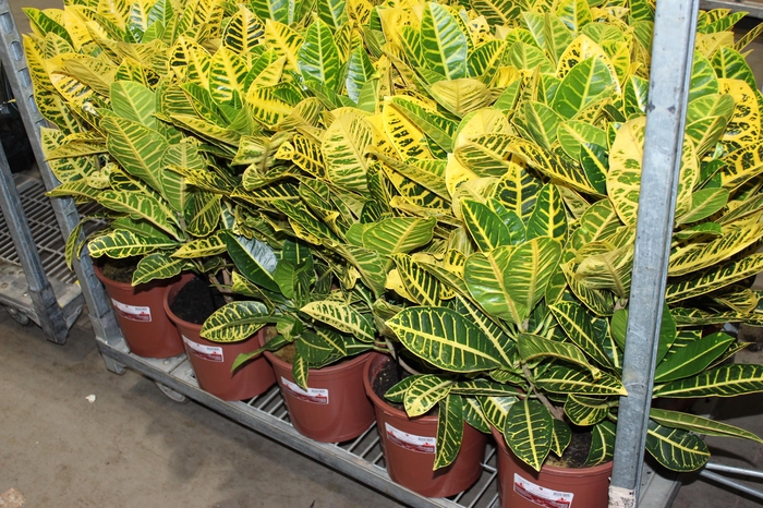 <h4>CROTON CANARINHO P24</h4>