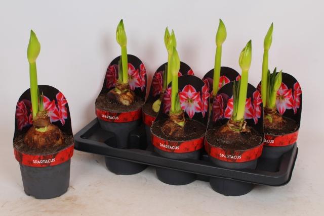 <h4>HIPP GA SPARTACUS</h4>