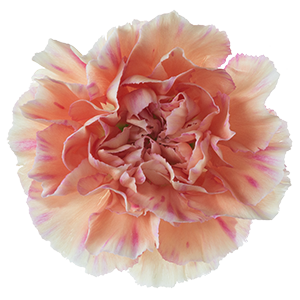 <h4>DIAN.ST. Happy Hoshi</h4>