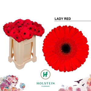 Gerbera Lady Red Water