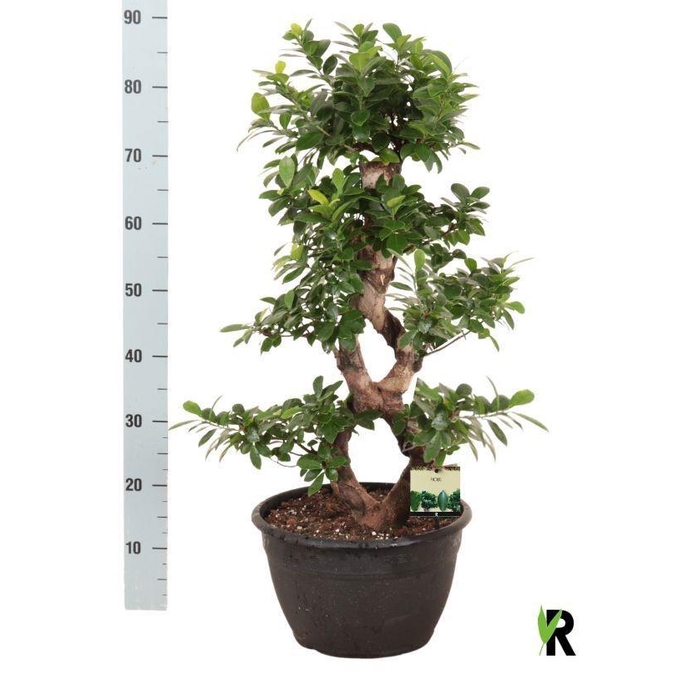 <h4>FIC MI GINSENG</h4>