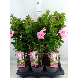 Mandevilla  'Sundavil Dbl Blush Pk'