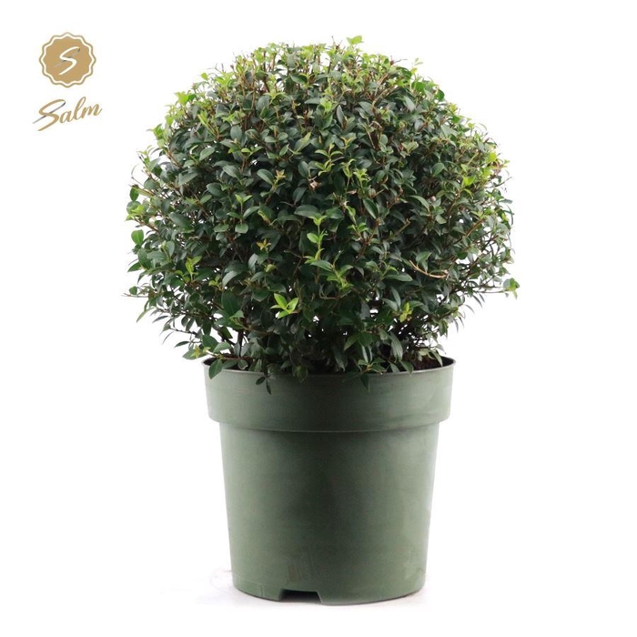 <h4>Osmanthus x Burkwoodii Ball Ø45cm P30</h4>