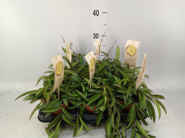 <h4>Hoya wayetii</h4>