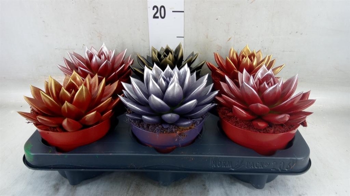 <h4>Echeveria  'Miranda'</h4>