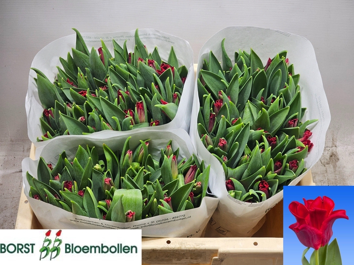 <h4>TU CO RED DRESS</h4>