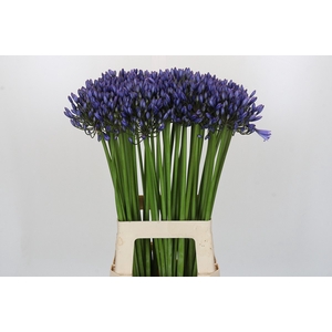 Agapanthus Suzan