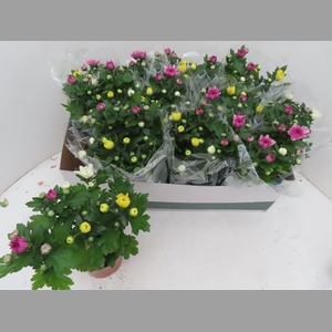 CHRYS GEM IN POT
