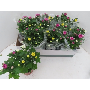 CHRYS GEM IN POT