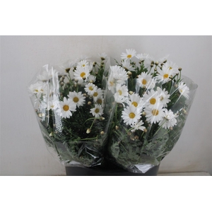 Margriet White Extra P Stem