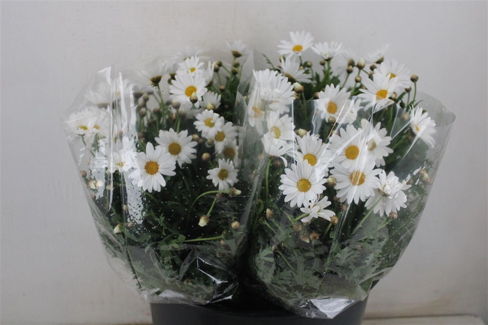 Margriet White Extra P Stem