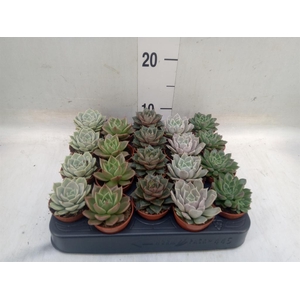 Echeveria   ...mix