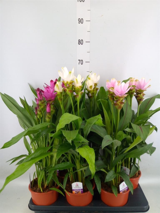 <h4>Curcuma   ...mix</h4>