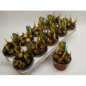 arr8 Narcis Bright Day