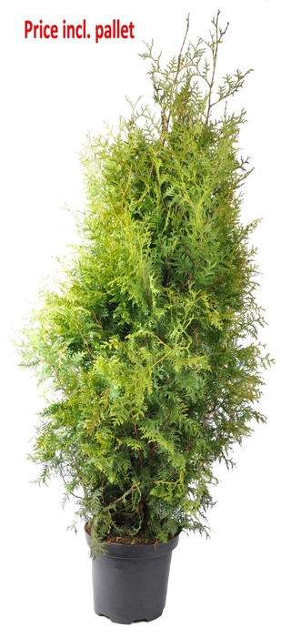 <h4>Thuja occ. Brabant, plantmaat 140-160 cm - Rondgestoken - PALLET</h4>