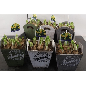 * Arr. Hout Vierkant Tete A Tete 17 Cm.