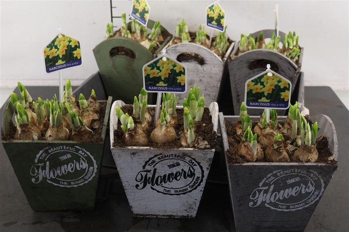 <h4>* Arr. Hout Vierkant Tete A Tete 17 Cm.</h4>