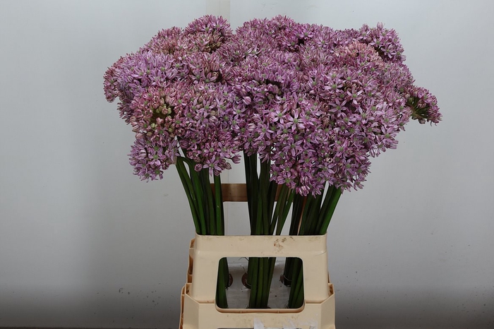 <h4>Allium Pink Jewel</h4>