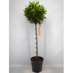 Laurus nobilis