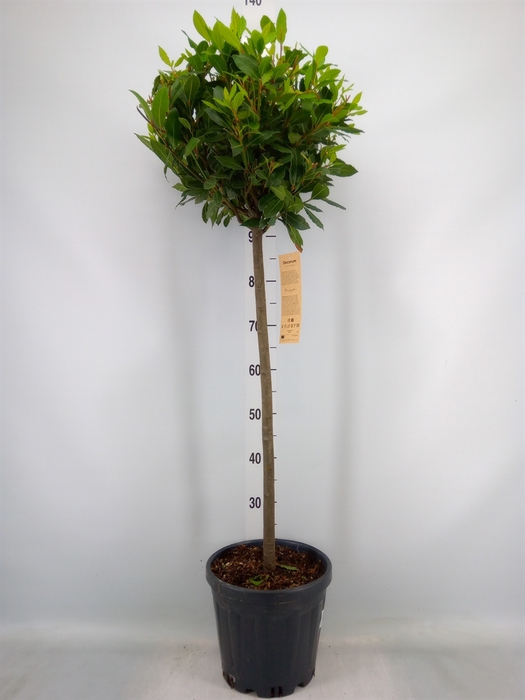 <h4>Laurus nobilis</h4>